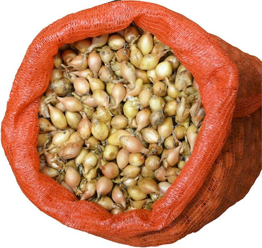 Shallot Onion Long Thin 500g