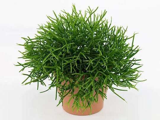 Ριψαλίδα Rhipsalis Heteroclada Hanging Pot Ριψαλίδα Rhipsalis Heteroclada Hanging Pot