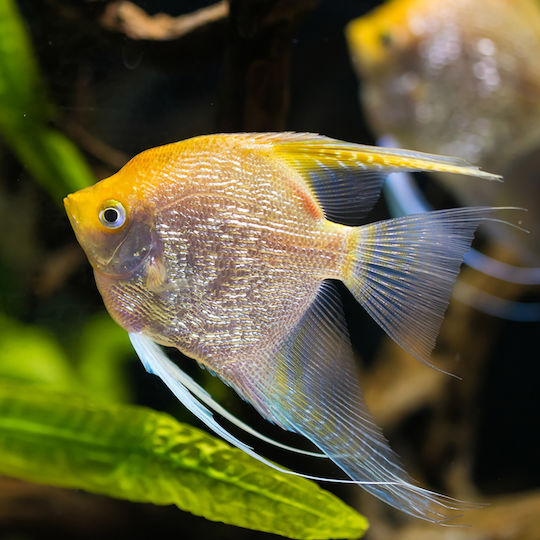 Pterophyllum Scalare Gold M