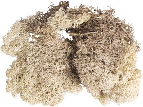 Rayher Misc Craft Supplies Artificial Grass 30g in Beige Color