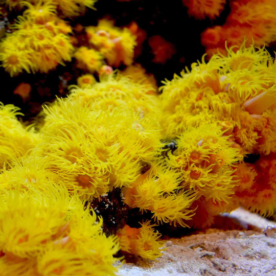Seachem Reef Iodide Βελτιωτικό Νερού Ενυδρείου για Προστασία Περιβάλλοντος 100ml