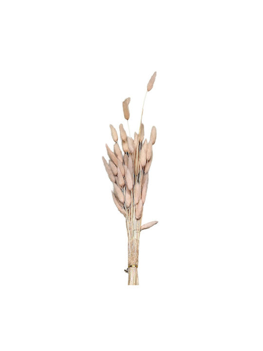 Getrocknete Pflanze Bunny Tails Rosa HOMie