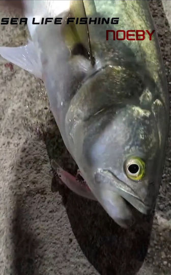 Noeby Künstliche Köder Fisch (Minnow) 6,5g 05