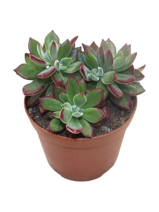 Echeveria 'devotion' 10.5cm