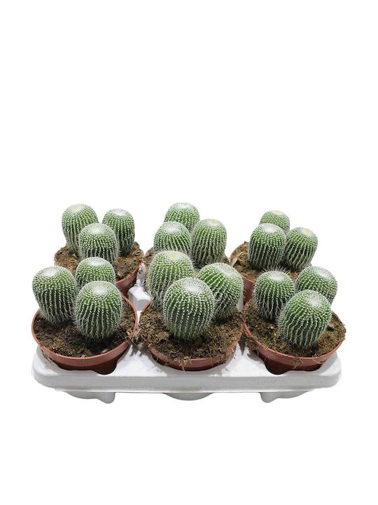 Parodia Leninghausii Cv Inermis 12cm