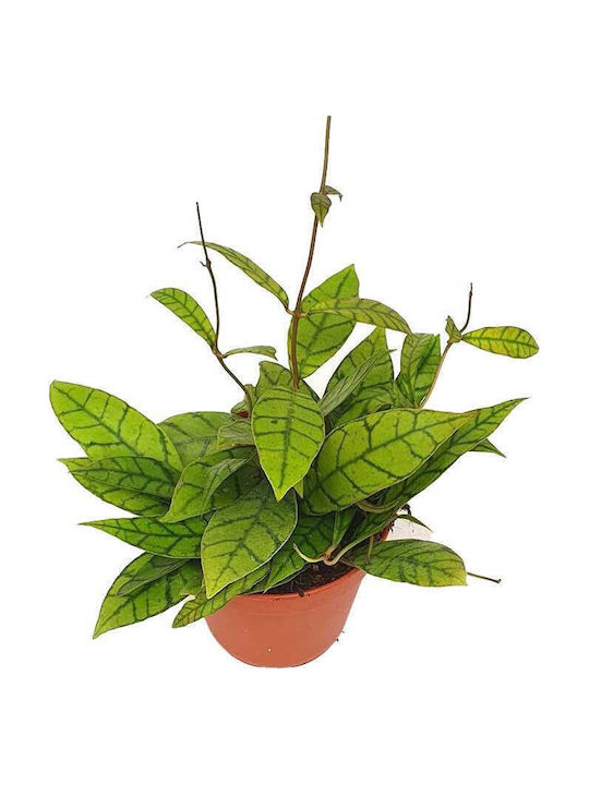Hoya Callistophylla 12cm