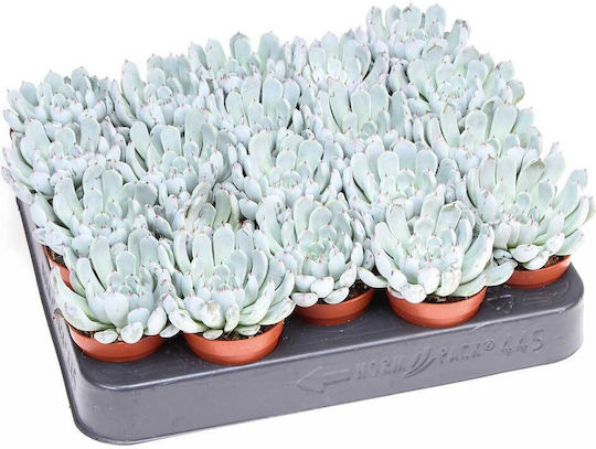 Elegante Blaue Echevelegblue5.5cm