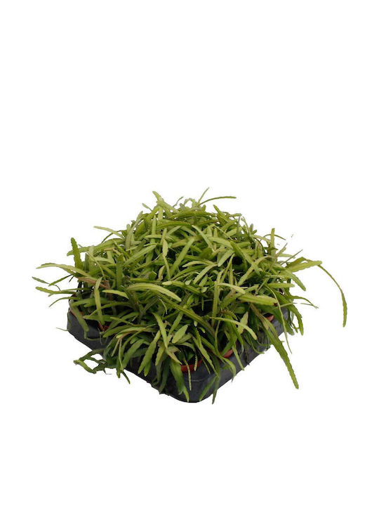 Lepismium Bolivianum 5.5cm Lepismium Bolivianum 5.5cm