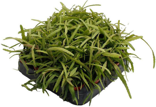 Lepismium Bolivianum 5,5cm