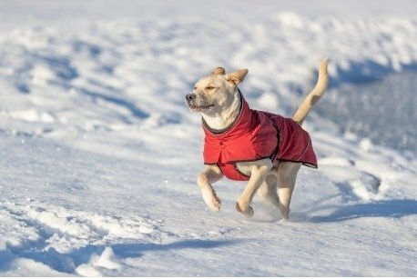 Explore Thermo Winter Coat Dog Sangria Xs 25 Cm