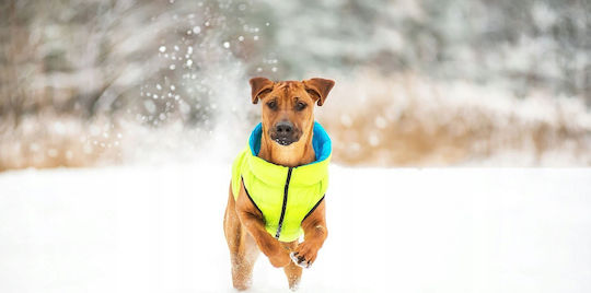 Doggy L 65 Ветроустойчив Airyvest Двустранен Светлозелен + Син