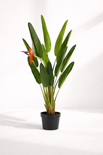 Strelitzia Înflorită Plantă În Ghiveci 75x70x120cm Monocrom Kaeming Strelitzia Înflorită Plantă În Ghiveci 75x70x120cm Monocrom Kaeming