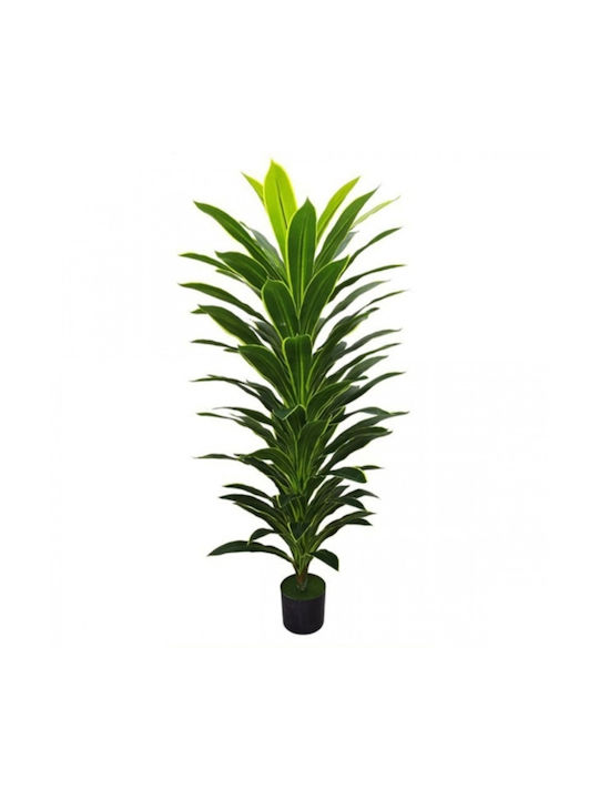 leaf monstera Monstera Leaf