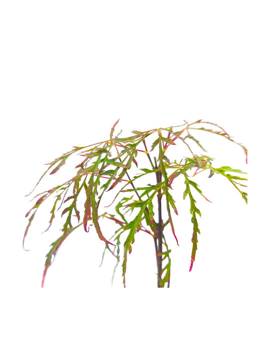 Acer Palmatum “royal Garnet”