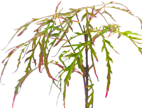 Acer Palmatum “royal Garnet”