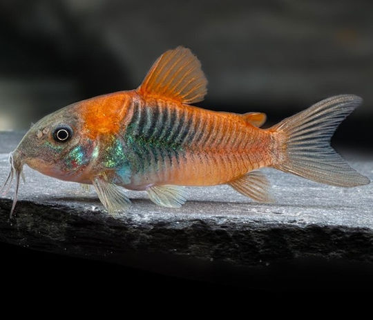 Corydoras Venezuela Orange