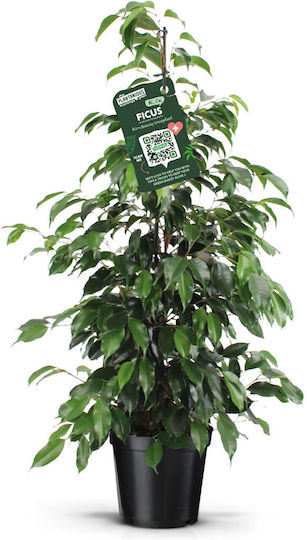 Ficus Benjamina Danielle XXL Ficus Benjamina Danielle XXL