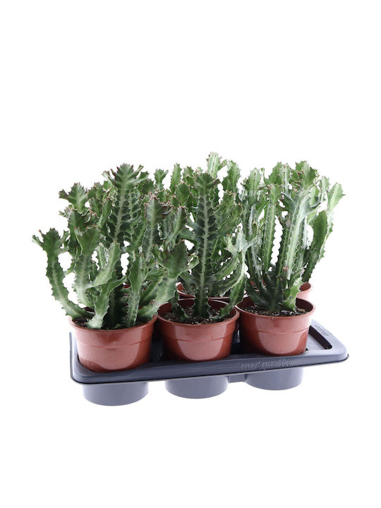 Euphorbia Lactea Cristata Euphorbia Lactea Cristata