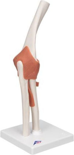 Manechin De Antrenament Medical Articulație Funcțională Cot