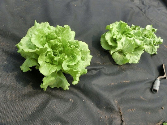 Agrotextile Foil Mulching Weed Control Uv Filter 30 X 1 Meter 50g/m2 Black