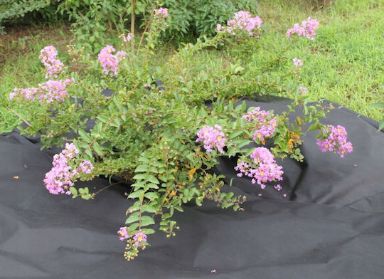 Agrotextile Film Mulching Weed Control Uv Filter 10 X 1 Meter 50g/m2 Black