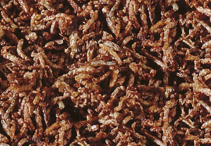 Sera Red Bloodworms Freeze Dried Λιχουδιές 6gr