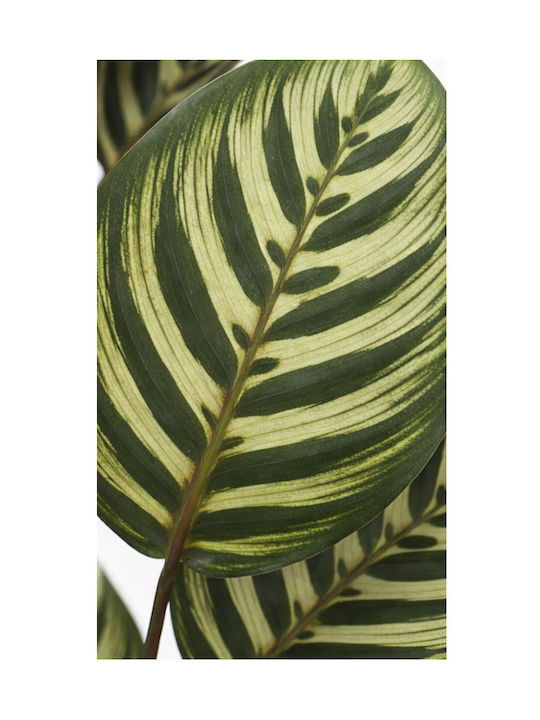 Calathea Potted Plant 55cm 30x30x55cm Monochrome Kaeming