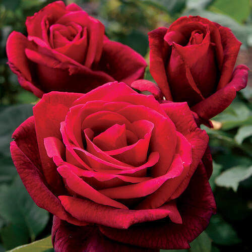 Fragrance Oil Summer Rose 10ml