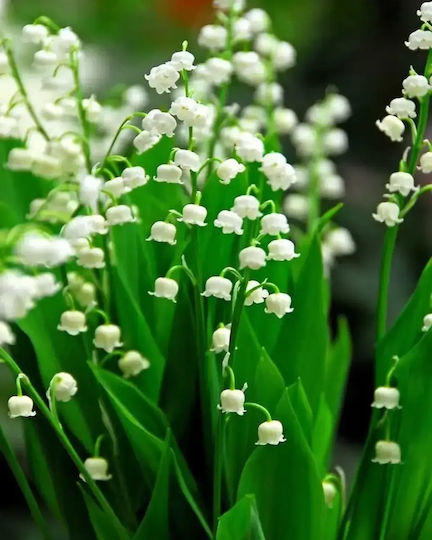 Fragrance Oil Lily Valley 10ml