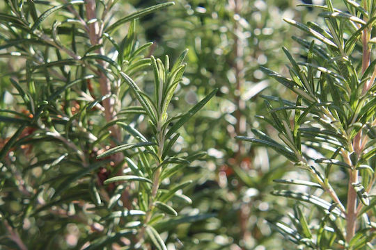 Essential Oil Rosemary 10ml