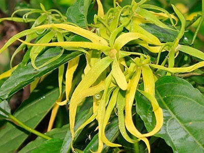 Fragrance Oil Ylang Ylang 10ml