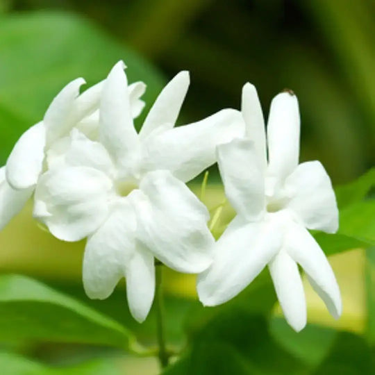 Fragrance Oil Jasmine 10ml