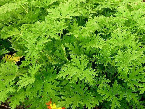 Essential Oil Geranium 10ml