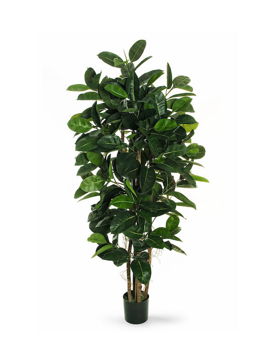 Kaoutsoukodentro Topfpflanze 180cm 0x0x180cm Einfarbig Evergreens