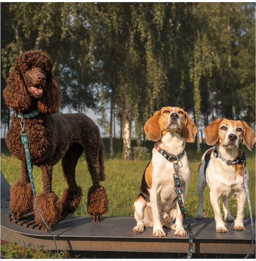 Max & Molly Dog Leash Lead Strap In Green Colour