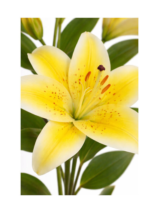 Tiger Lily Flower Yellow Petals 0x0x73cm Monochrome Evergreens