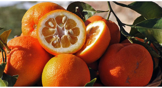 Fiordifrutta Bio-Marmelade Orange 250gr
