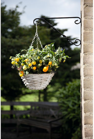 Kit Καλλιέργειας Κρεμαστής Ντοματιάς “cherry Tomato Yellow”