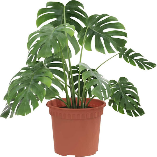 vidaXL Set of 6 Plastic Flower Pots Terracotta 12.5x10cm