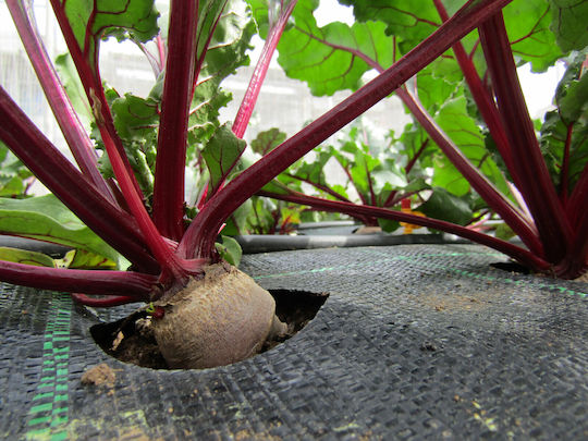 ProKROB Ground Cover Fabric Carrot Leek Parsley Celery Spinach 1x5m 99 Positions 99108