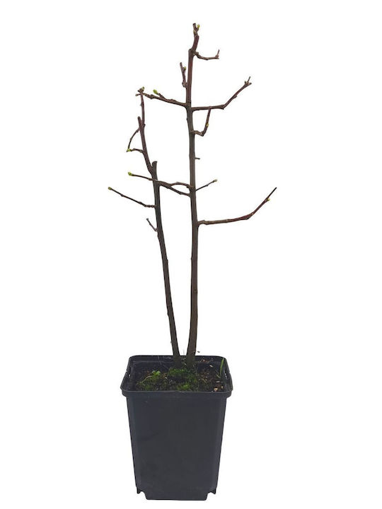 Μπονσάι Ψευδοκυδωνιά “chinese Quince ” 2 Years