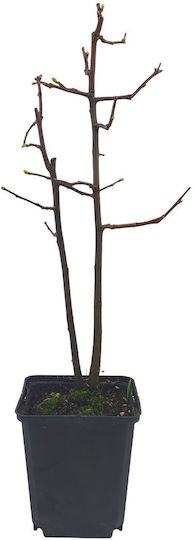 Bonsai Pseudocozonac „Chinese Quince” 2 Ani