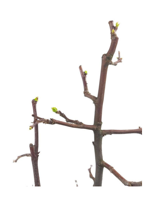 Bonsai Pseudoquitte Chinesische Quitte 2 Jahre