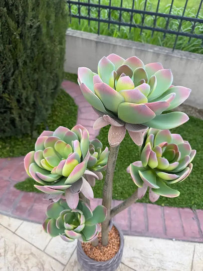 Cactus Artificial 109cm Ghiveci Modern Eva