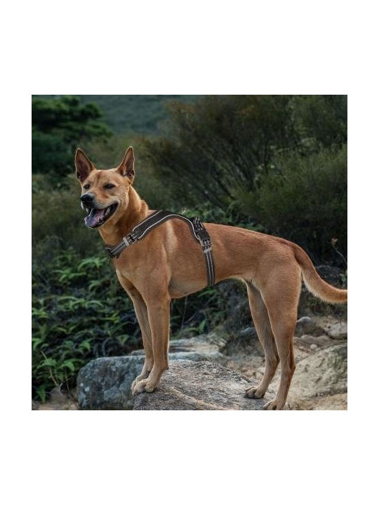 Barry King Harness Dog Black Reflective Size S Neck Pad Neck Circumference 38-49cm/chest Circumference 41-63cm Barry King Harness Dog Black Reflective Size S Neck Pad Neck Circumference 38-49cm/chest Circumference 41-63cm