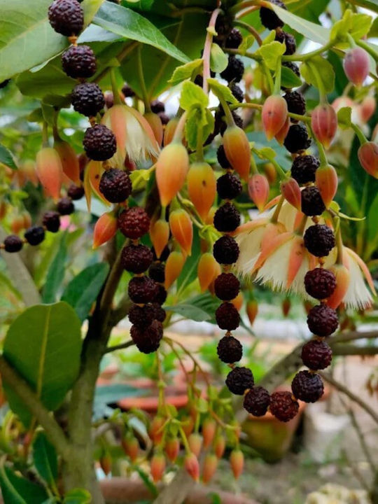 Brățară Handmade Mala 21 Mărgele Sfinte Rudraksha Lemn