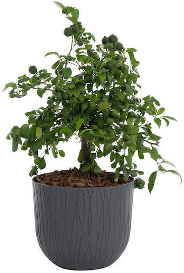 Plastecnic Plastic Flower Pot 30x30cm