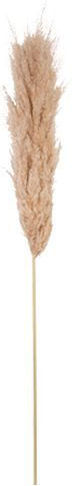 Dried Pampas Grass Ecru Beauty Home Dried Pampas Grass Ecru Beauty Home