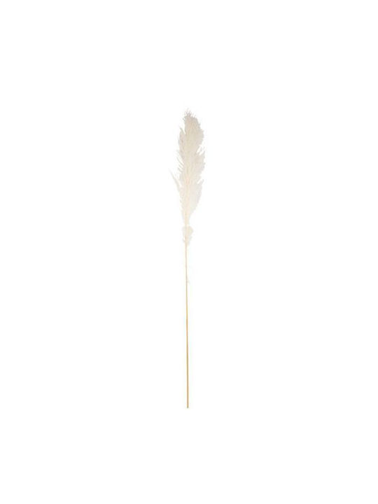 Αποξηραμένο Φυτό Pampas grass Εκρού Beauty Home