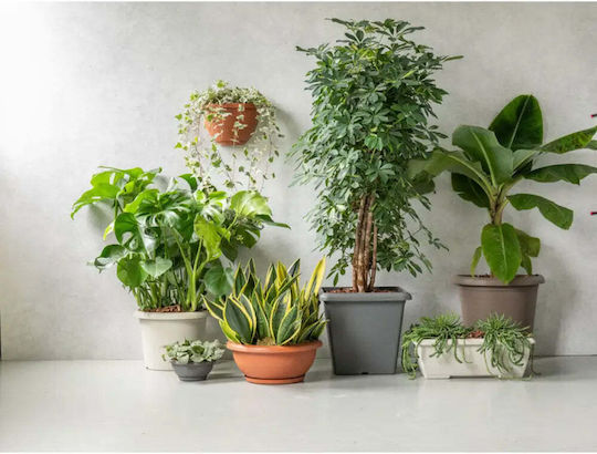 Plastecnic Ghiveci De Flori Din Plastic 50 Cm